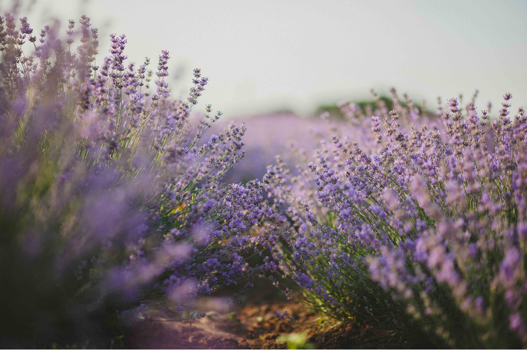 Flowers in Bloom (7)