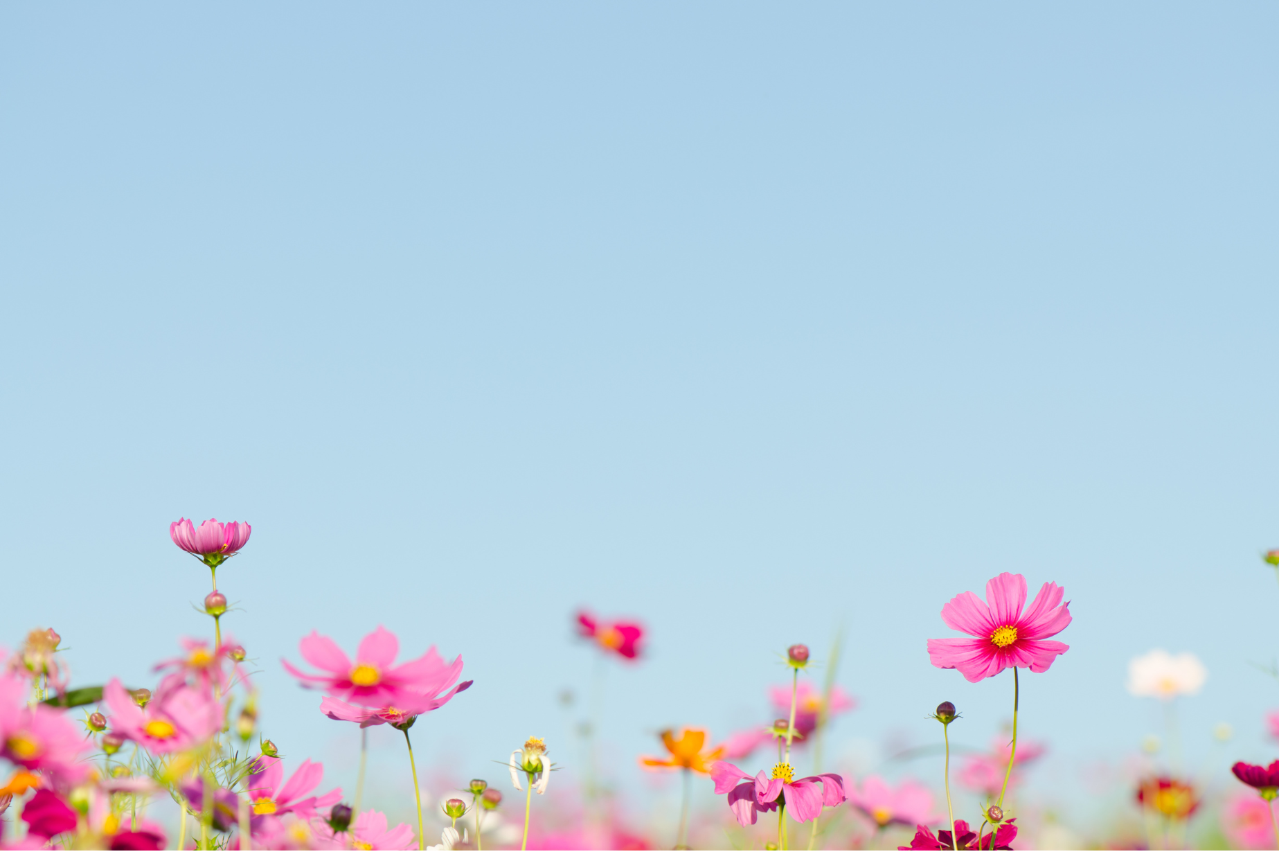 Flowers in Bloom